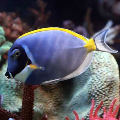 Белогрудый хирург, paracanthurus hepatus