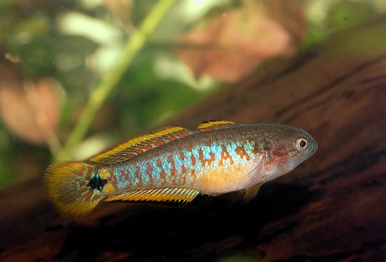 ковровый элиотрис