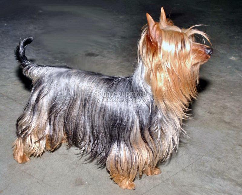 австралийский терьер: описание, фото и цены австралийский терьер: описание, фото и цены