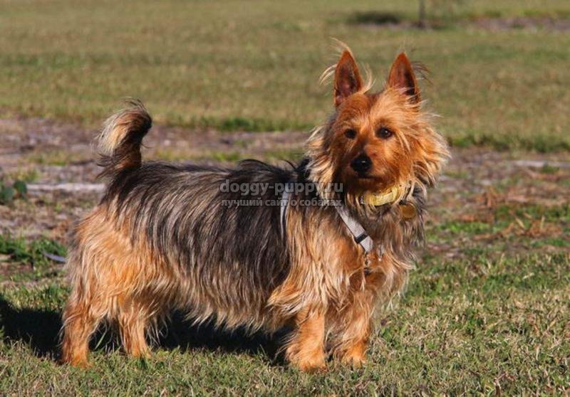 австралийский терьер: описание, фото и цены австралийский терьер: описание, фото и цены