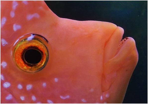 красный дьявол аквариумная рыба