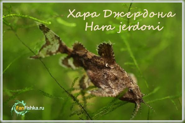 сомик якорек