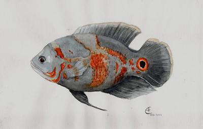 астронотус красиво Астронотус рисунок