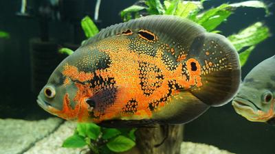 Совместимость астронотусов с другими рыбами: рекомендации