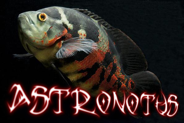 астронотус Астронотус