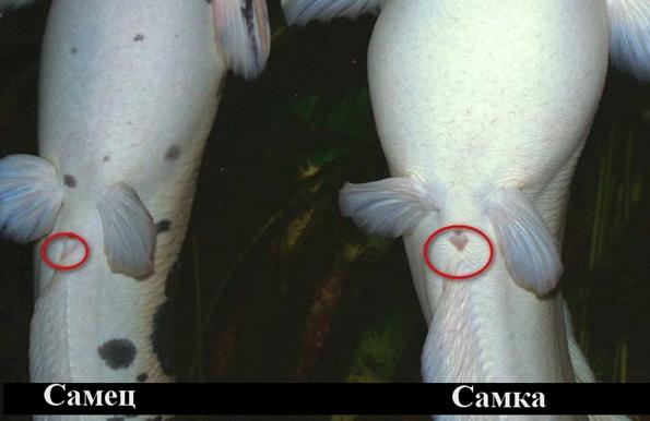 астронотус самец и самка Астронотус самец и самка