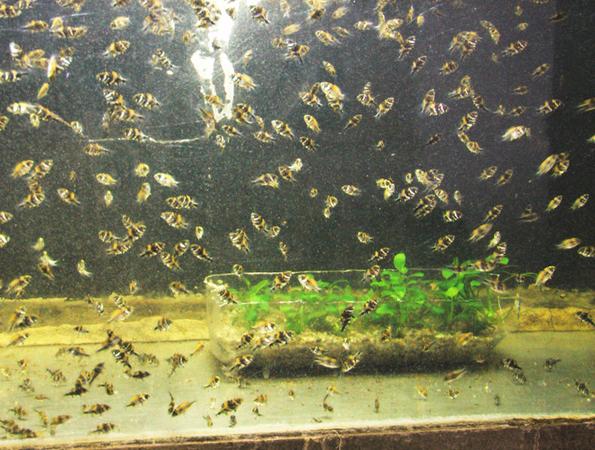 мальки астронотуса На фото мальки астронотуса