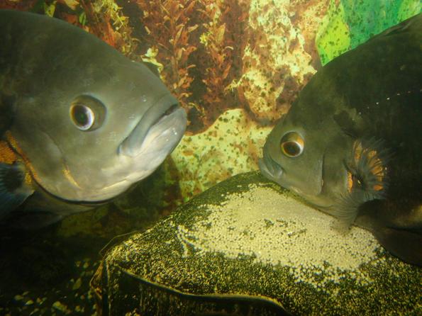 икра астронотусов На фото икра астронотусов