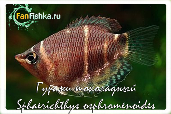 гурами шоколадный