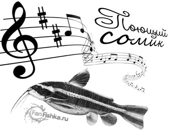 платидорас поющий сом