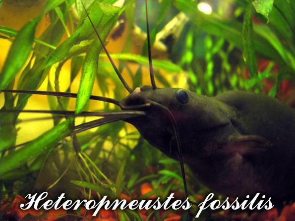 мешкожаберный сом