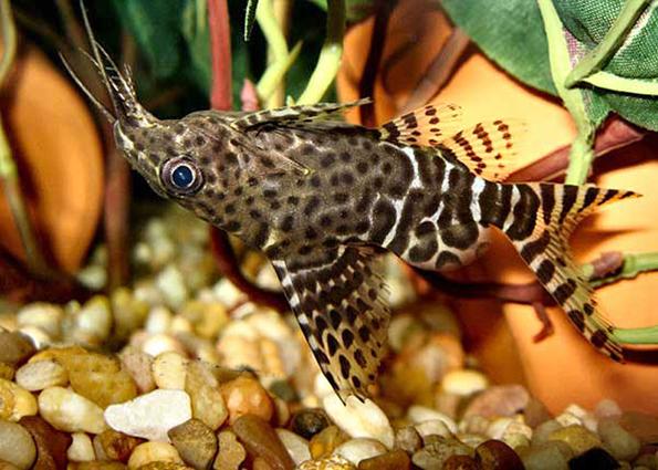 Список аквариумных рыбок