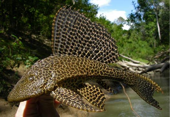 Птеригоплихт - парчовый сом 