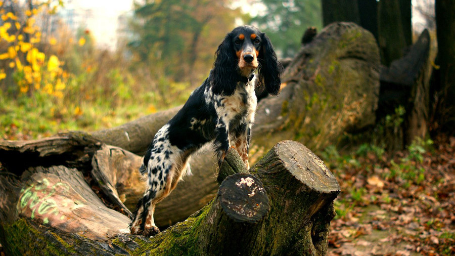 Русский охотничий спаниель