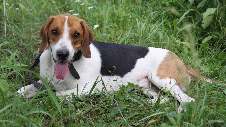 Русская собака