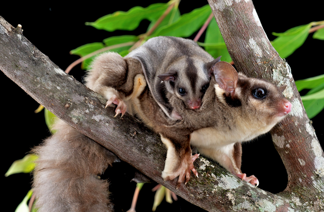 Удивительные животные Австралии, обитающие только на континенте