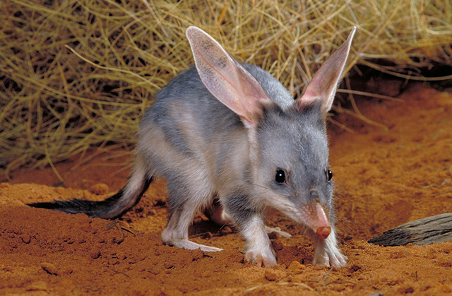 Удивительные животные Австралии, обитающие только на континенте