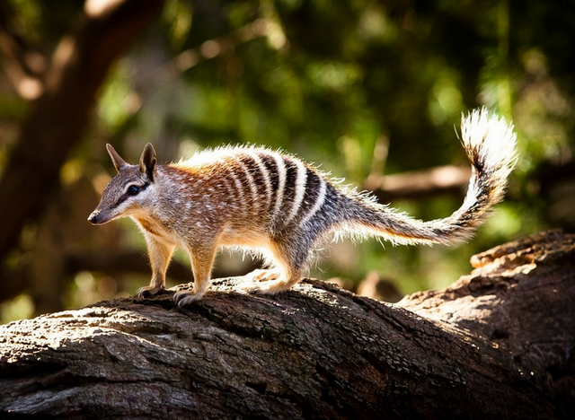 Удивительные животные Австралии, обитающие только на континенте