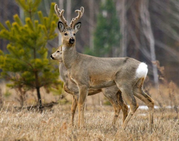 сибирская косуля фото