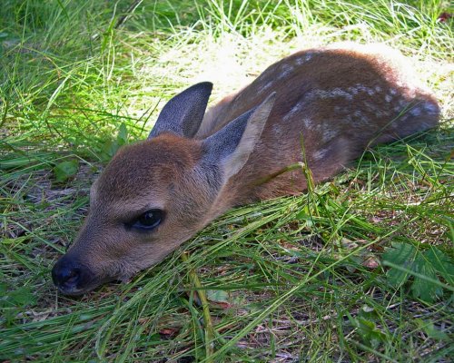 сибирская косуля фото