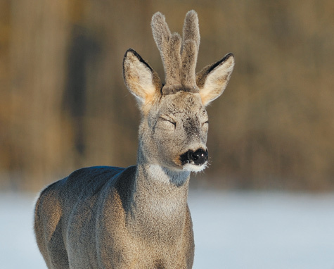 сибирская косуля фото