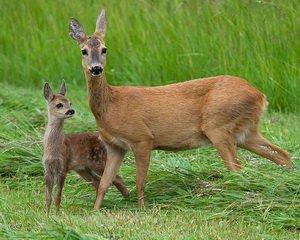 сибирская косуля фото