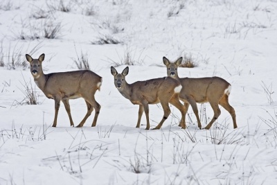 сибирская косуля фото