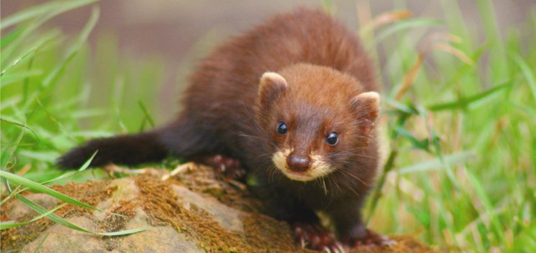 Хонорик фото