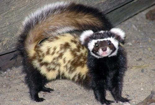 Хонорик фото