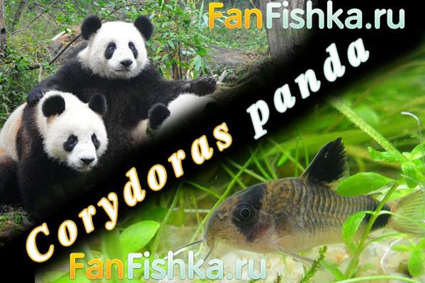 Коридорас панда