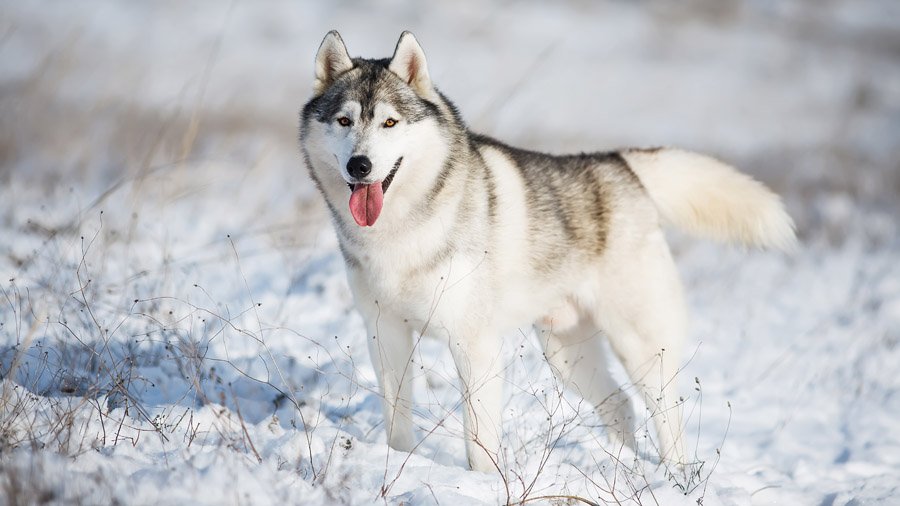 Сибирский хаски