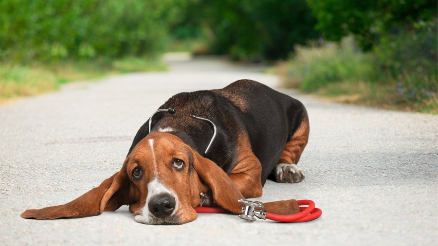 Бассет-хаунд