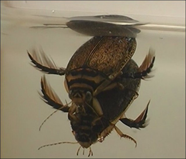 Жук-плавунец: особенности питания и дыхательной системы