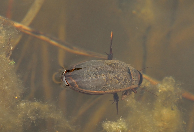 Жук-плавунец: особенности питания и дыхательной системы