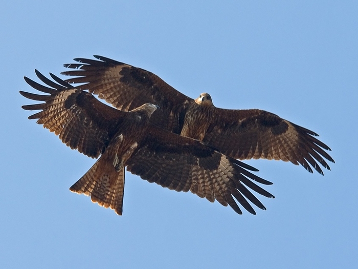 Образ черного дракона