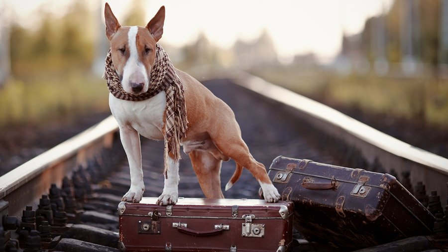 Бультерьер