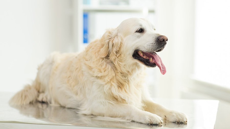 Золотистый ретривер