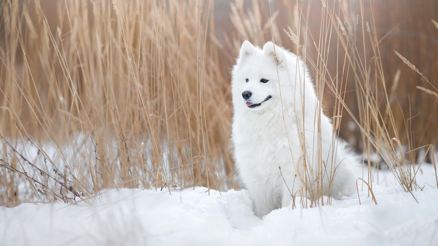 Самоедская собака