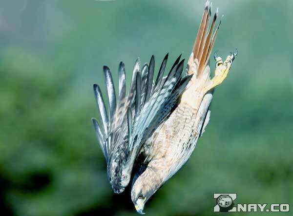 Полезная и вредная птица Полезная и вредная птица