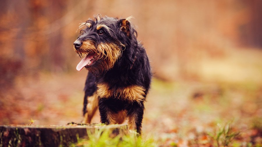 Немецкий охотничий терьер