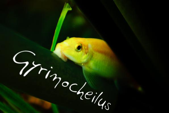 Гиринохейлус