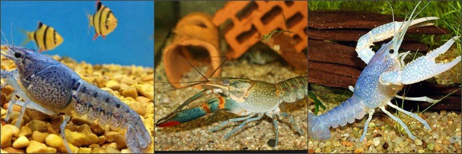 Совместимость с аквариумными раками