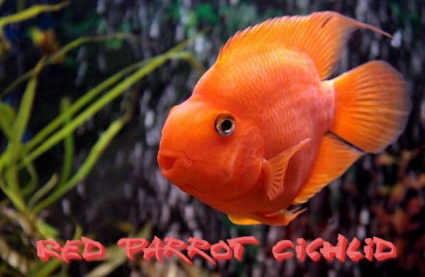 Рыба попугай