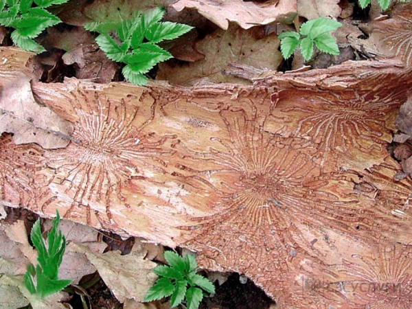 Трое под влиянием штанги