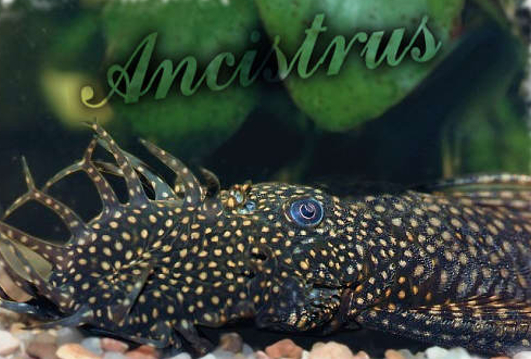 Список аквариумных рыбок