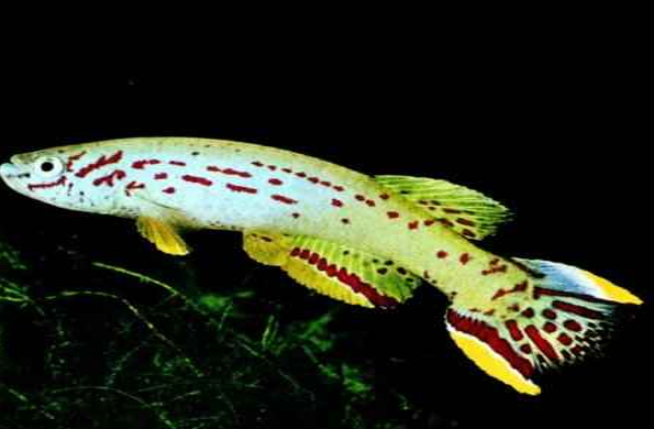 Список аквариумных рыбок