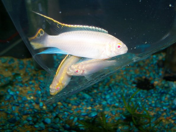 Пельвикахромис пульхер или рыбка попугайчик