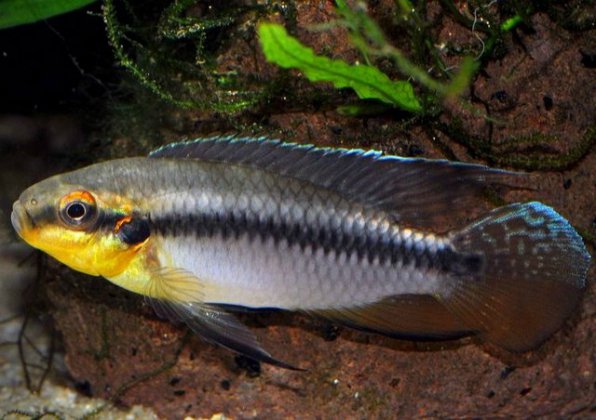 Пельвикахромис пульхер или рыбка попугайчик