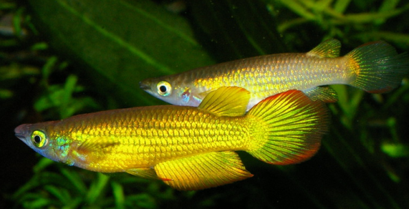 Азиатские щучки