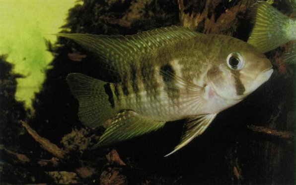 Акара дельфин